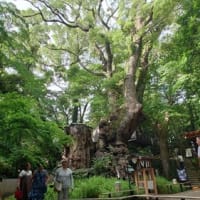 東伊豆の旅 ～ MOA美術館と來宮神社