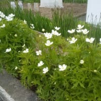 庭の花🌸々　白い花