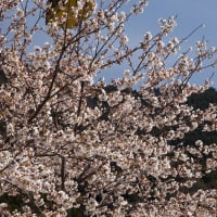 2010桜アーカイブ『太龍寺ロープウェイの桜』