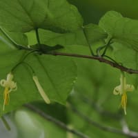 あじさいが咲き始めた六甲高山植物園にて（PartⅡ）