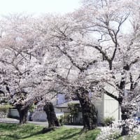 今日の一目千本桜と手代木沼
