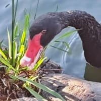 朝の散歩　平池緑地公園　57　6.29～30