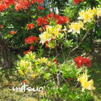 「黄蓮華躑躅の花が咲きました」　MY　GARDEN　2025.05.28日撮影