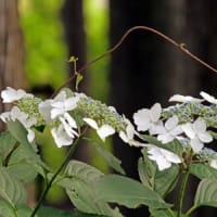 21世紀の森の紫陽花②