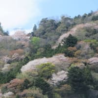 相津峠の山桜