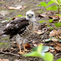 心に残る情景*「鳥景」見沼の小さな森の雛はこの撮影が最後で会うことができませんでした
