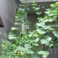 最後のゴーヤチャンプル