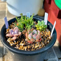 ちょと多肉植物始めるかも