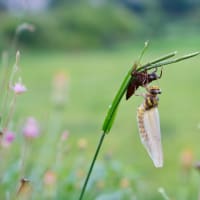 オニヤンマの羽化