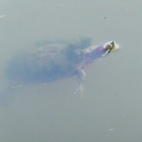 打上川治水緑地6月