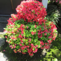 我が家の花で～す