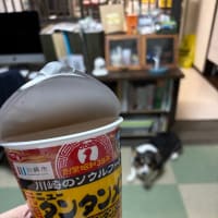 20250515の猫たちと時々犬