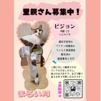 保護猫譲渡会5/11(土)in多摩市聖蹟桜ヶ丘