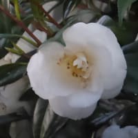 ルカの福音書　２１章