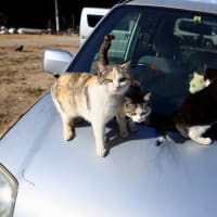 瀬戸内G島の猫たち　2025年2月　その5