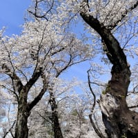 桜、咲く