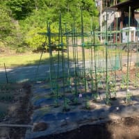 畑作業　イタリアン系トマト、パプリカ、カボチャ　と　じゃがいも追加植え