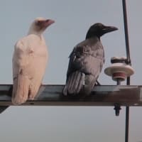 長浜市で白いカラスが育っているそうです。