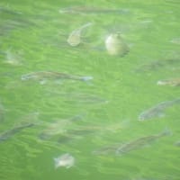 初夏の鎌北湖を見に行ってきました　後編