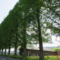 琵琶湖散歩