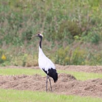 草地に飛来する丹頂