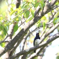 留鳥化・・・（繁殖期と越冬期の周年で生息している）