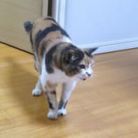 「猫は液体動物だから」