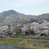 京都「松が﨑浄水場」そばの白川疏水の桜並木。「まさに春の小川の景色みたい！」