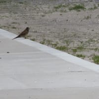 さすがにきつい