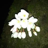 VOL. ３２３　夜桜と肩こり
