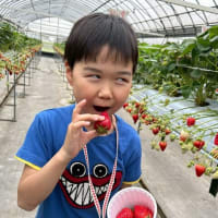 イチゴ狩り