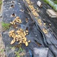 ずぼら菜園〜じゃがいもの収穫
