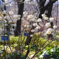 ２０２４・３・３０　桜の開花宣言は今日も出なかったけど春うららな横浜市こども植物園