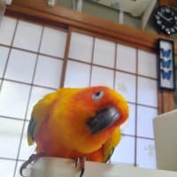 「はいよろこんで」が好きなハッチ