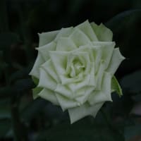 薔薇②
