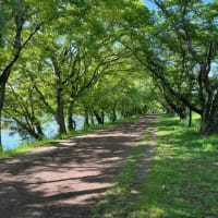 酒津まで春の朝ポタ