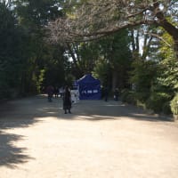 １月の寒川神社：寒川神社境内の参道を歩いて本殿・社務所前へ