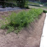 朝の10時には30度に