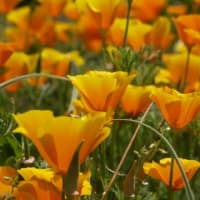 ハナビシソウ　花菱草　ケシ科　日が当たると開く橙色の４弁花。今日の野鳥：ウグイス