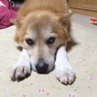眠いっす。