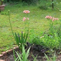 ７月に入りした、今年も半年かすんだことになります。