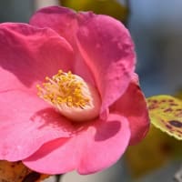 鉢植えの椿（１０） 「古都の香り」