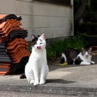 九州F島の猫たち　2024年4月　その10