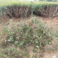 　ズッキーニ収獲大量　お茶畑手伝い　ユリの開花様子
