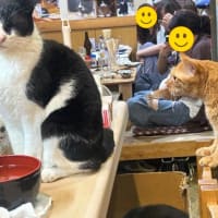 看板猫のいるお店で猫飲み 1 (2408-1)