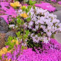 花盛り