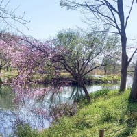 河川環境楽園　　春爛漫