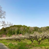 西国三十三か所巡り　石山寺