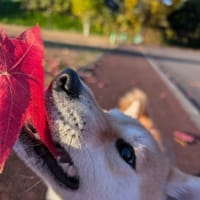 ＃17 ようやく初秋の11月。