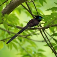 サンコウチョウ